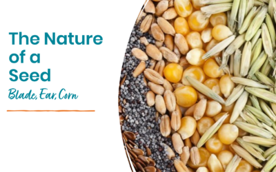 Blade, Ear, Corn